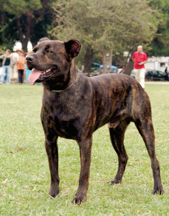 Cão Fila de São Miguel Dog Breed Information, Pictures, Characteristics &  Facts