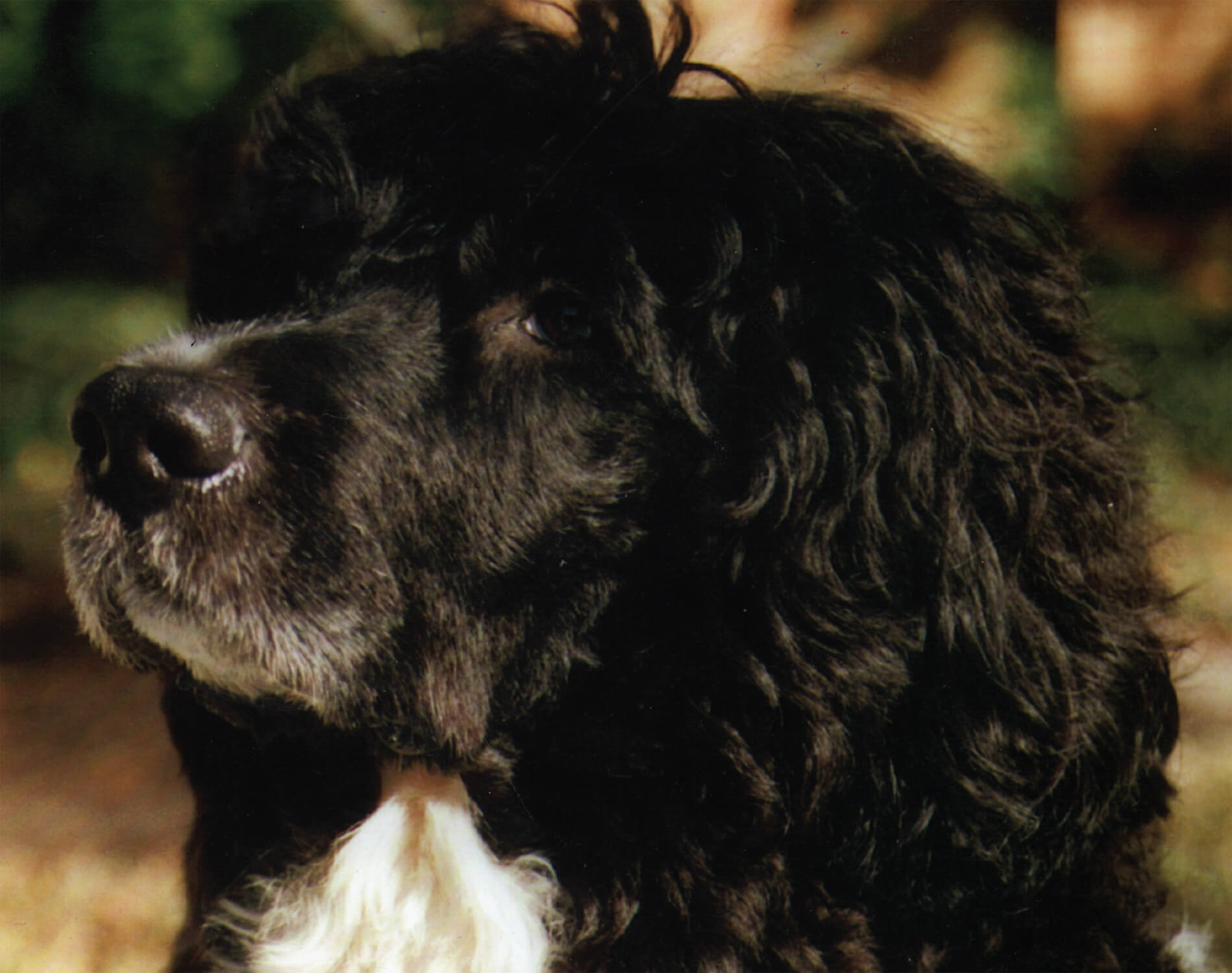 Cão de Água Português – Clube Português de Canicultura