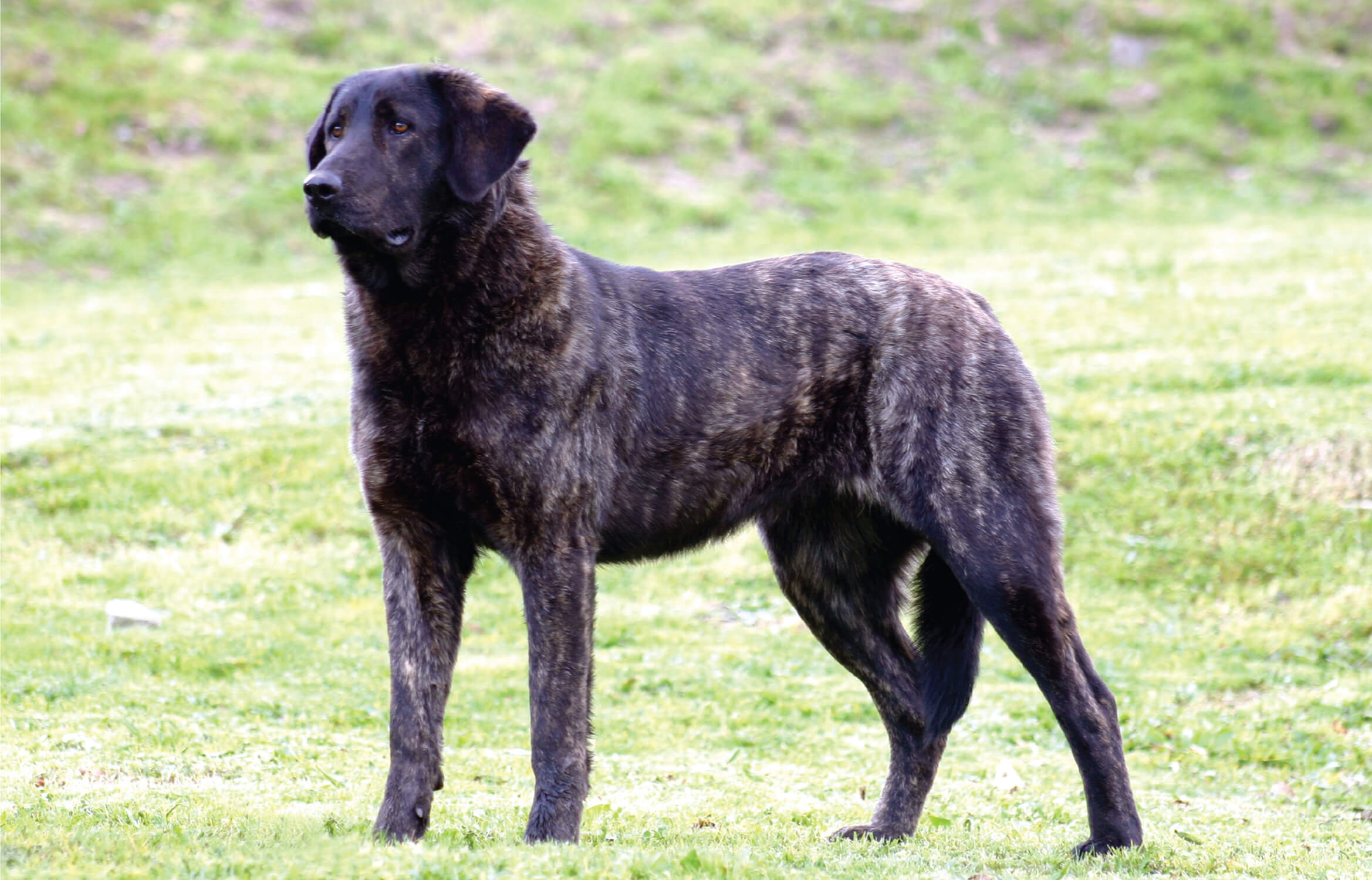 Cão de Castro Laboreiro Clube Português de Canicultura