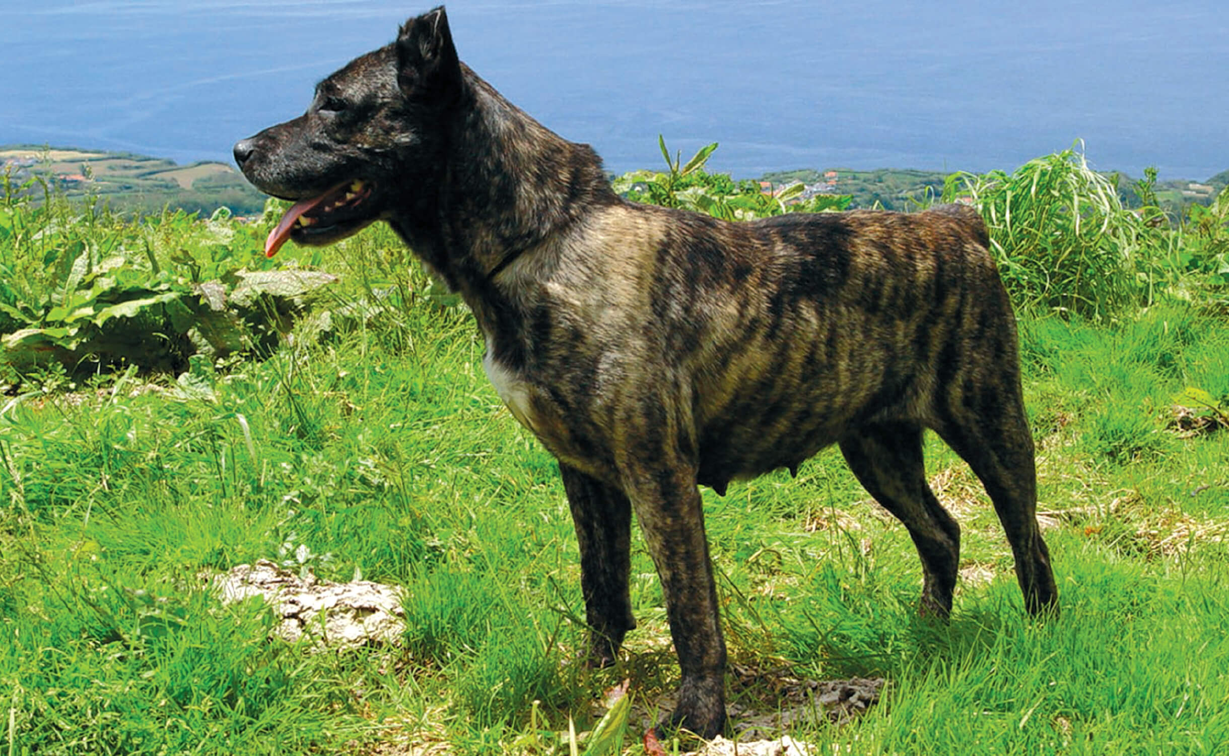 Portuguese sales cattle dog
