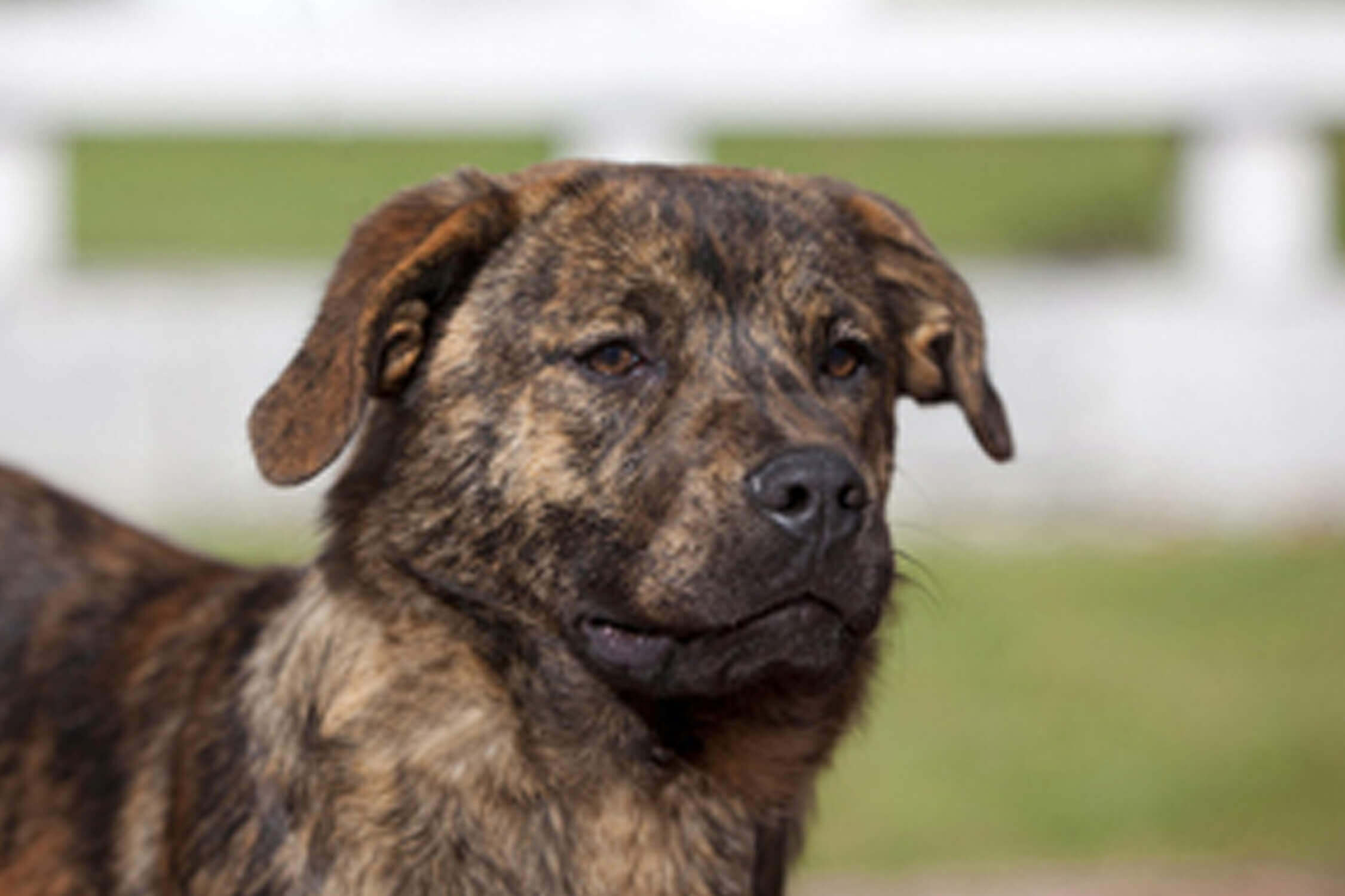 Portuguese deals cow dog
