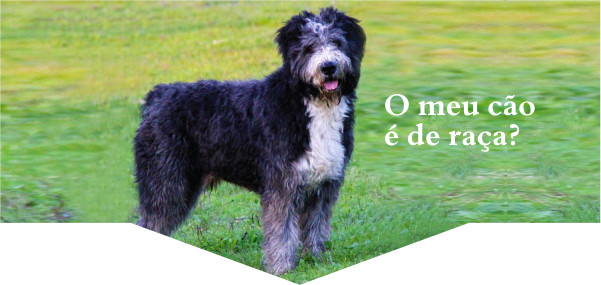 Clube Português de Canicultura – Portuguese Canine Organisation Full Member  of the Fédération Cynologique Internationale.