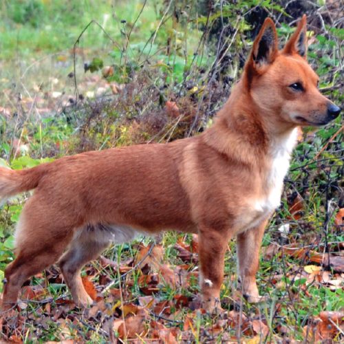 Fox Terrier e Podengo Português Pequeno