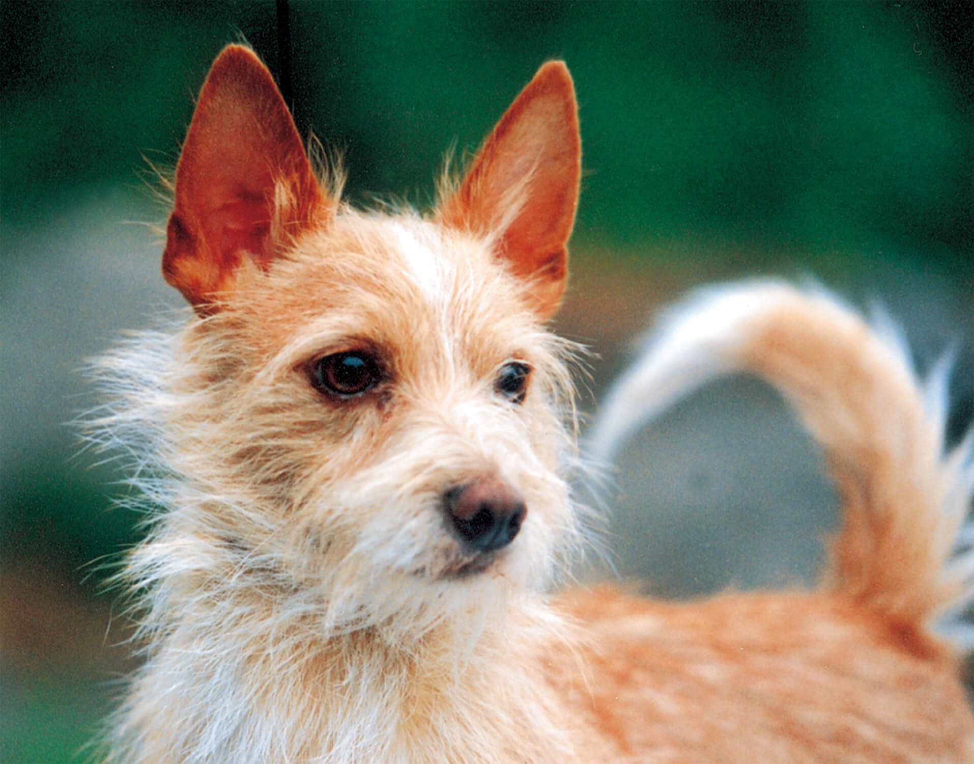 Fox Terrier e Podengo Português Pequeno