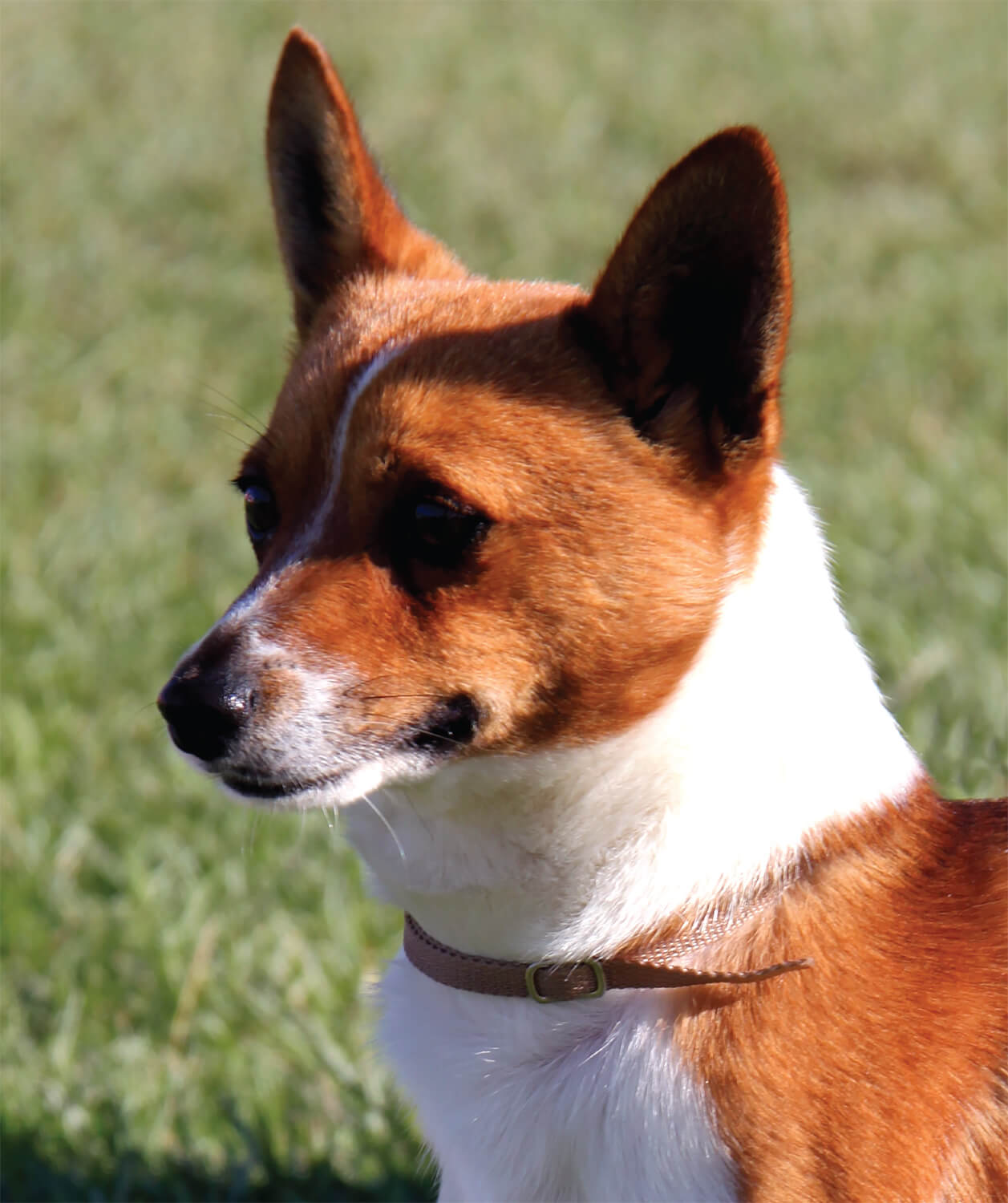 Fox Terrier e Podengo Português Pequeno