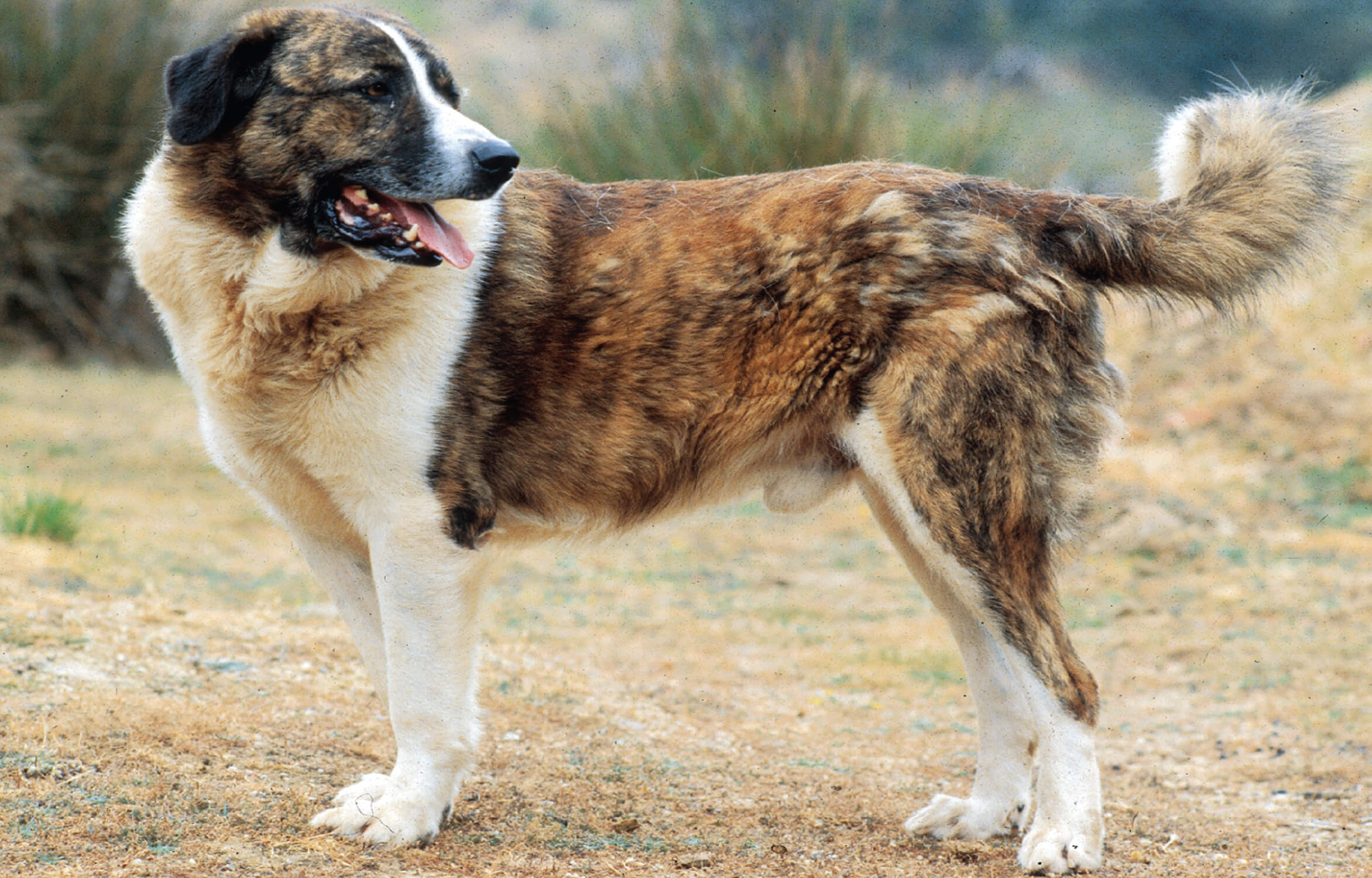 Alentejo mastiff deals