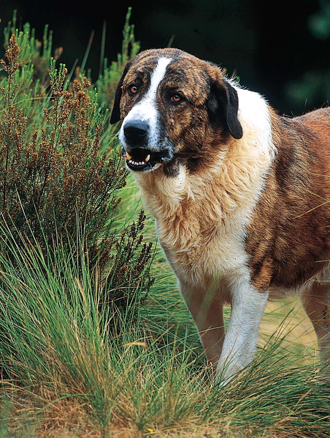 Alentejo mastiff deals