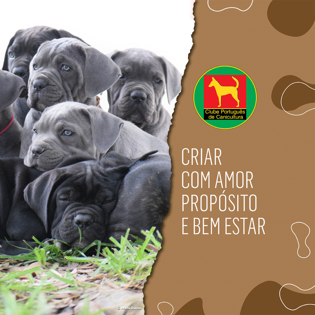 6 ALTERAR Cane corso 2 site