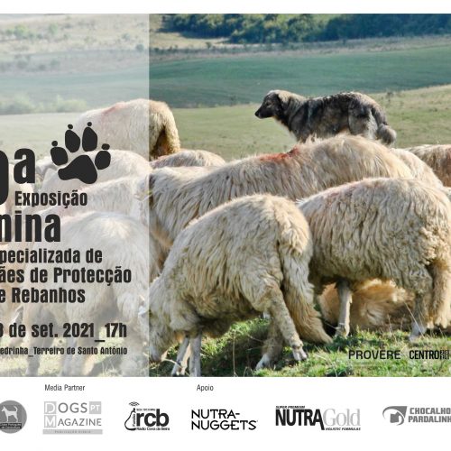 10th Livestock Protection Dogs Specialty Show "Chocalhos 2021"