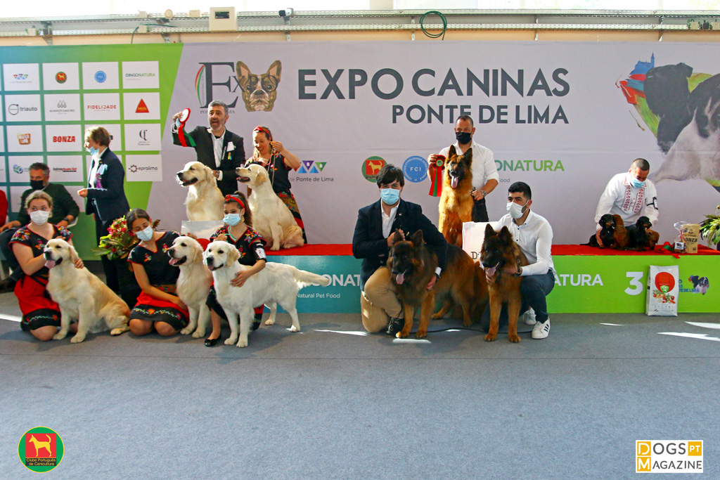 Filhotes de Fila Brasileiro  Big dog breeds, Puppy breath, Baby dogs