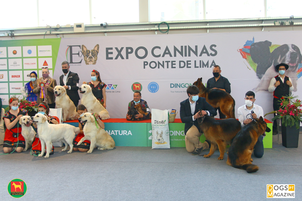 Filhotes de Fila Brasileiro  Big dog breeds, Puppy breath, Baby dogs