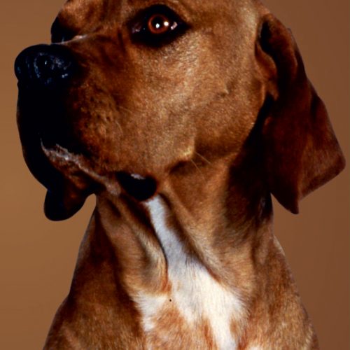 5.ª Exposição Canina Especializada de Raças Portuguesas de Aveiro - Horários