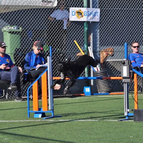 Seletivas para o Agility World Championship na Maia