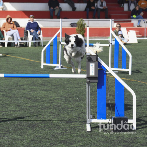 Seletivas para o Agility World Championship no Fundão