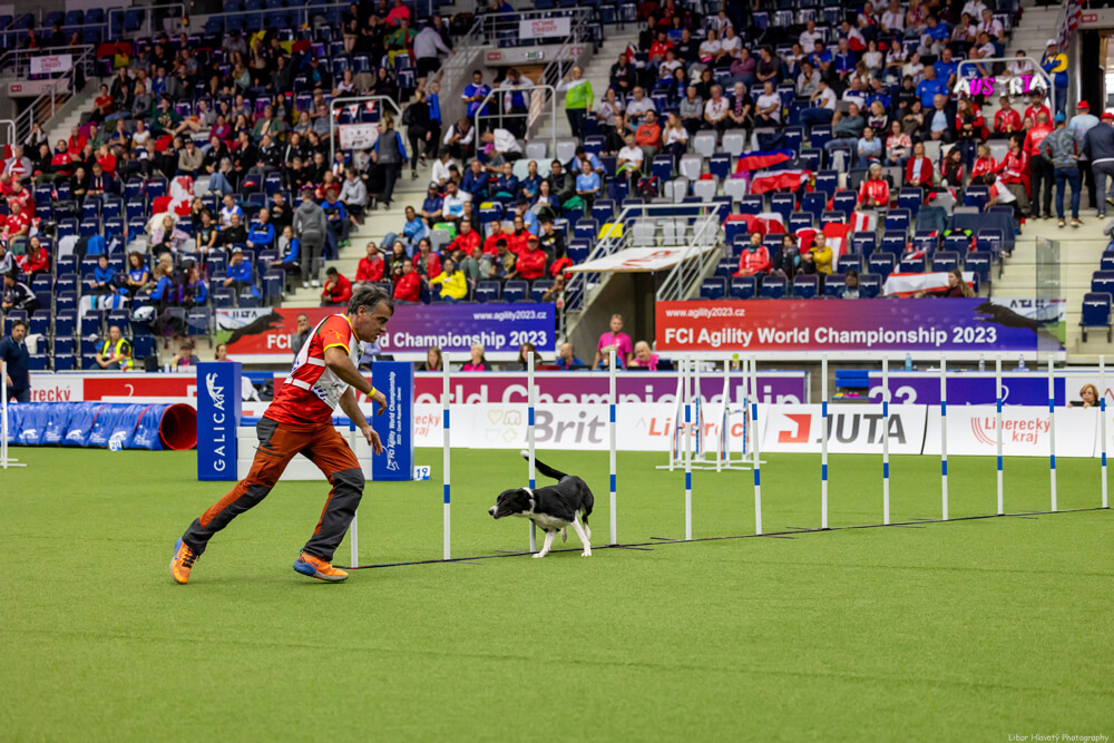 Seletiva para o FCI Agility World Championship 2023 – Brasil Agility,  classificações de championship 2023 